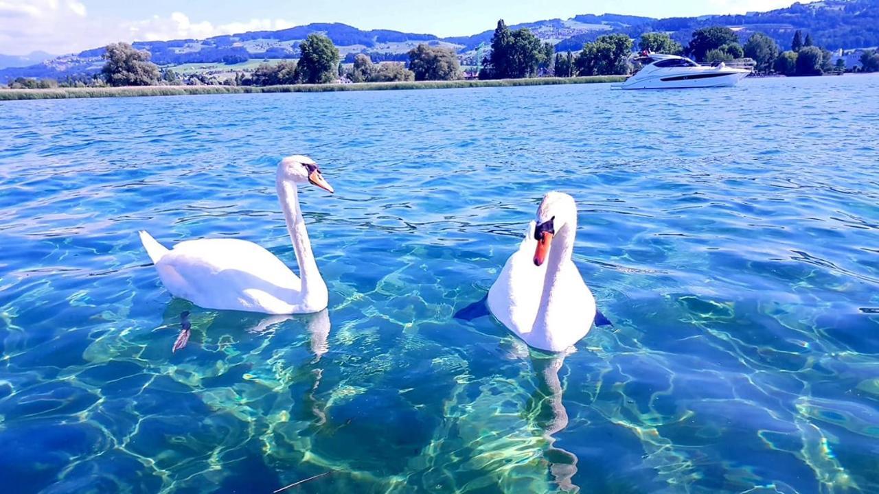 Schoenes Studio In Arbon Am Bodensee Neu Klimatisiert ! Εξωτερικό φωτογραφία